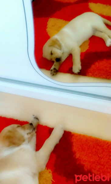Golden Retriever, Köpek  Tarçın fotoğrafı