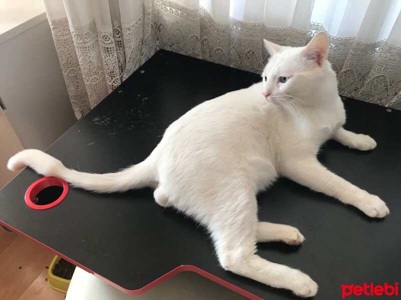 Ankara Kedisi, Kedi  Oscar fotoğrafı