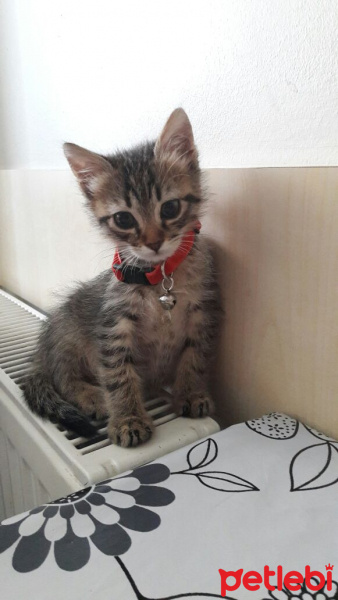 Tekir Kedi, Kedi  Duman fotoğrafı