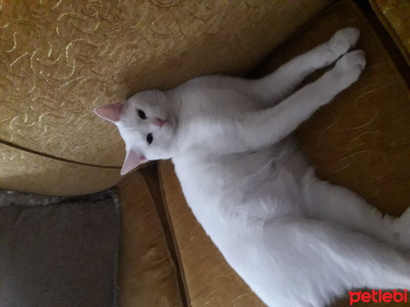 Ankara Kedisi, Kedi  Tombalak fotoğrafı