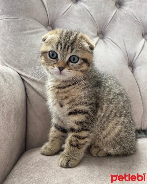 Scottish Fold, Kedi  Simba fotoğrafı