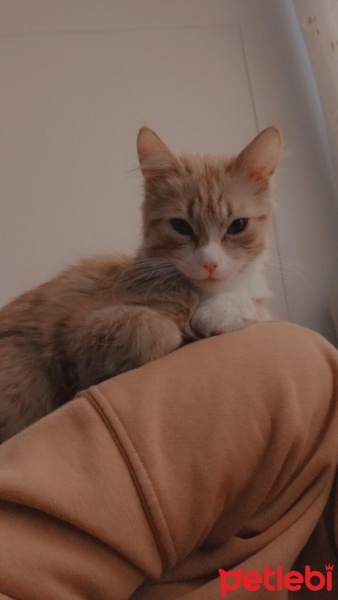 Sarman, Kedi  Boncuk fotoğrafı
