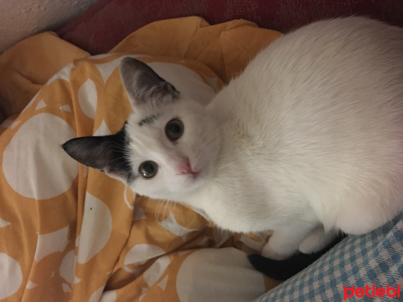 Soke, Kedi  Sandy fotoğrafı