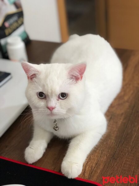 British Shorthair, Kedi  Reis fotoğrafı