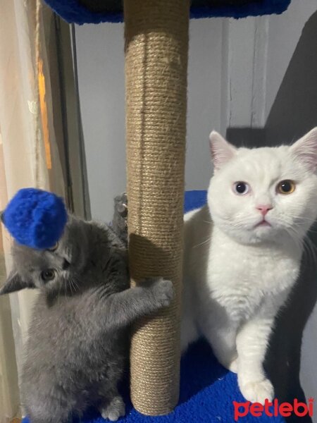 British Shorthair, Kedi  Reis fotoğrafı