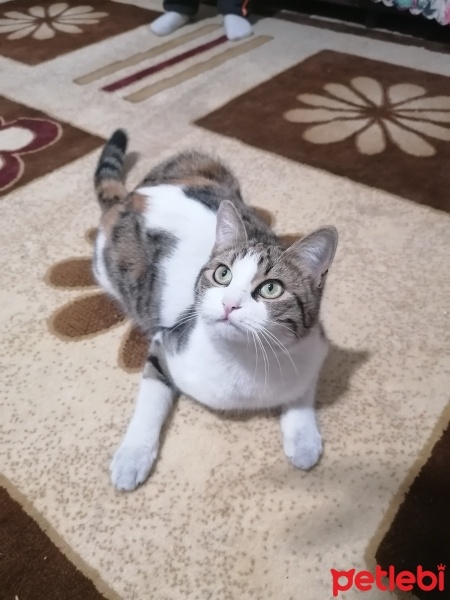Tekir Kedi, Kedi  Boncuk fotoğrafı
