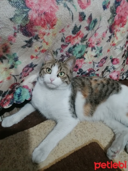 Tekir Kedi, Kedi  Boncuk fotoğrafı