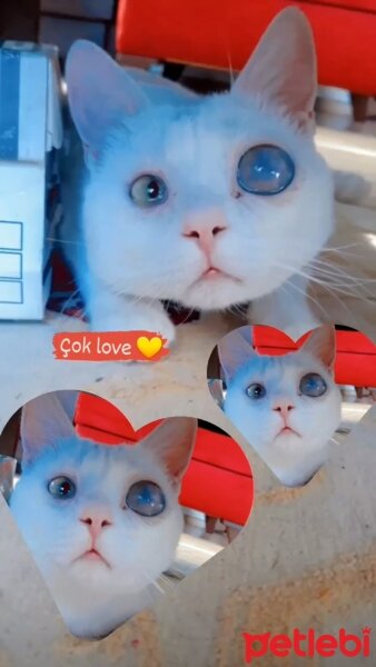 Ankara Kedisi, Kedi  LEO fotoğrafı