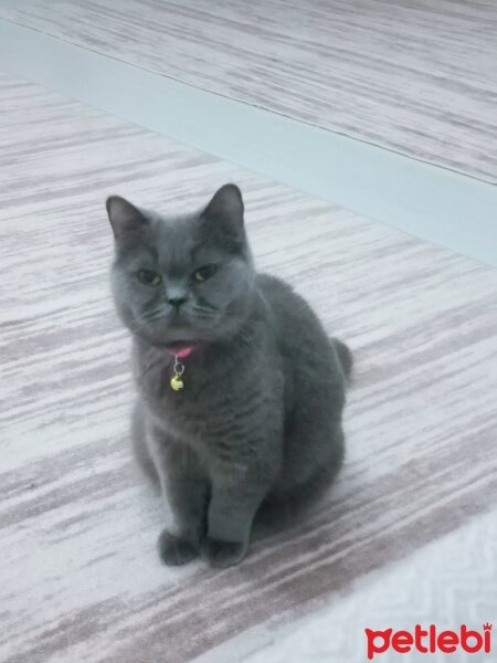 British Shorthair, Kedi  Mia fotoğrafı