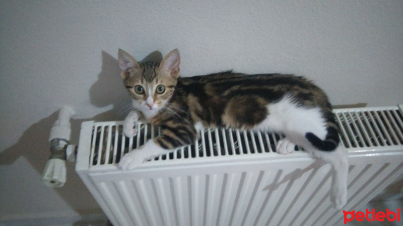 Tekir Kedi, Kedi  Üzüm fotoğrafı