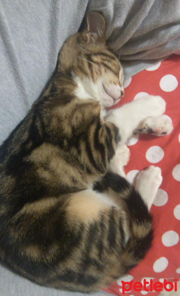 Tekir Kedi, Kedi  Üzüm fotoğrafı