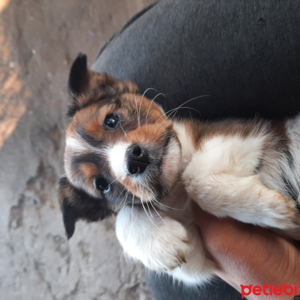 Minyatür Schnauzer, Köpek  Süslü ve karaca fotoğrafı