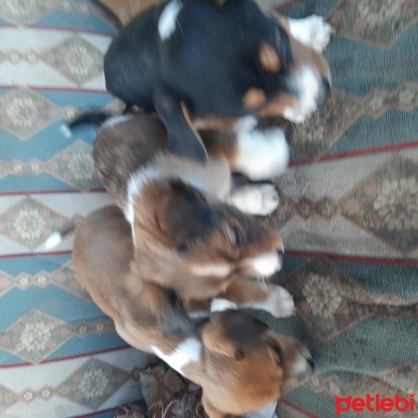 Minyatür Schnauzer, Köpek  Süslü ve karaca fotoğrafı