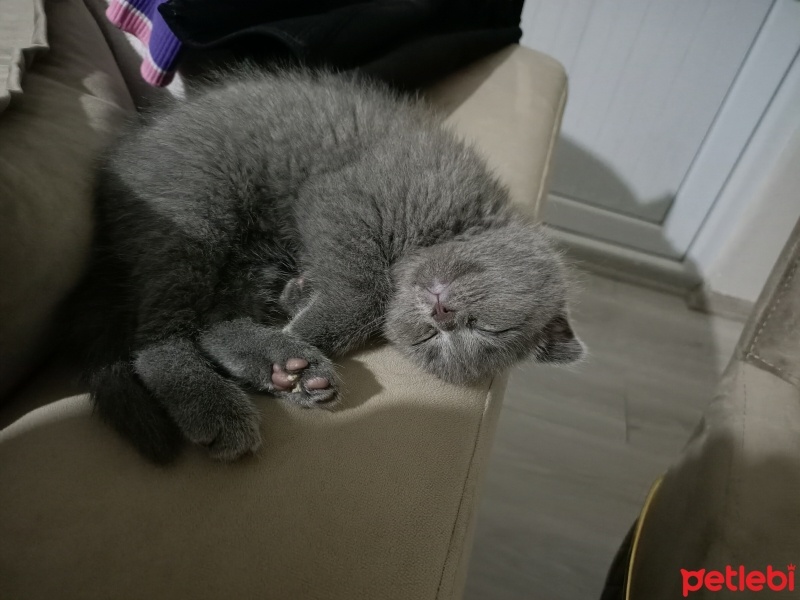 Scottish Fold, Kedi  Bihter fotoğrafı