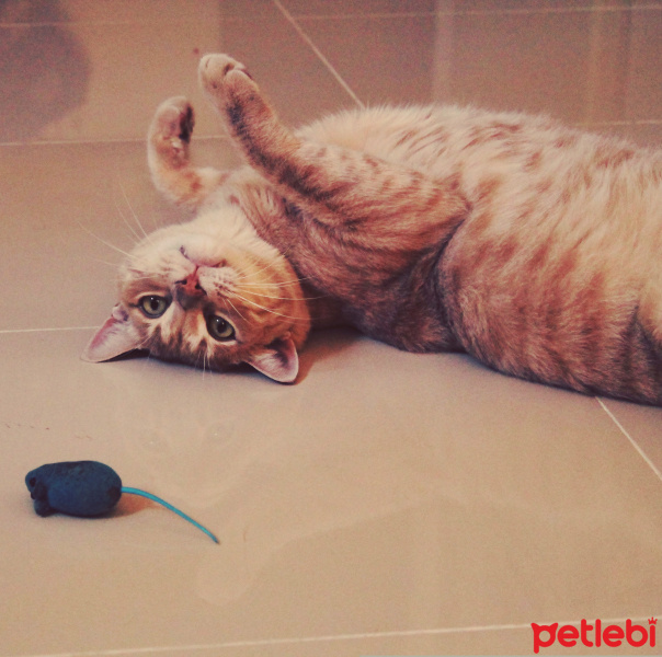 Tekir Kedi, Kedi  Hüsü fotoğrafı