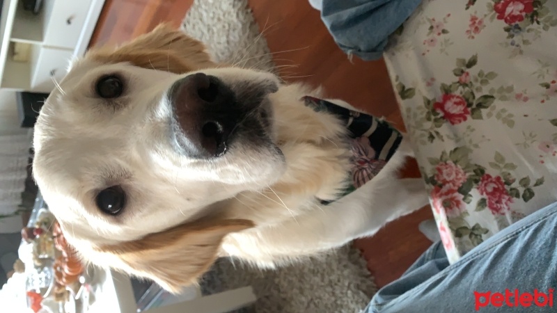 Golden Retriever, Köpek  Odin fotoğrafı