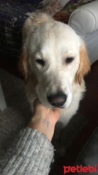 Golden Retriever, Köpek  Odin fotoğrafı