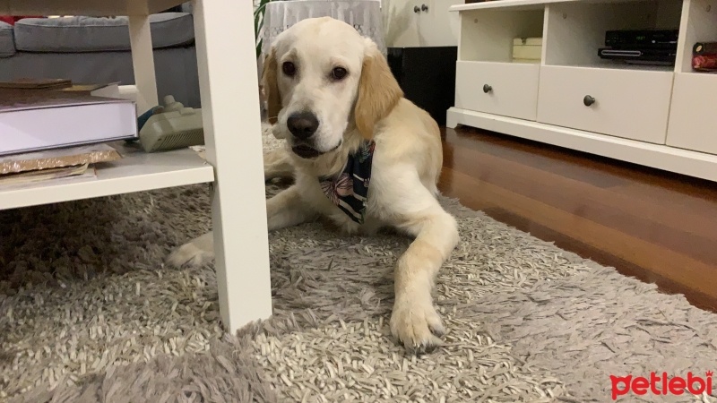 Golden Retriever, Köpek  Odin fotoğrafı