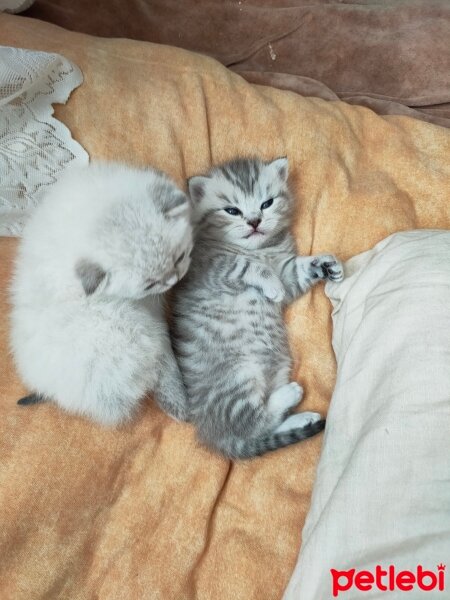 Scottish Fold, Kedi  Yavru fotoğrafı