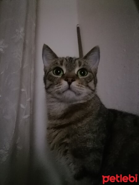 Tekir Kedi, Kedi  Dudiş fotoğrafı