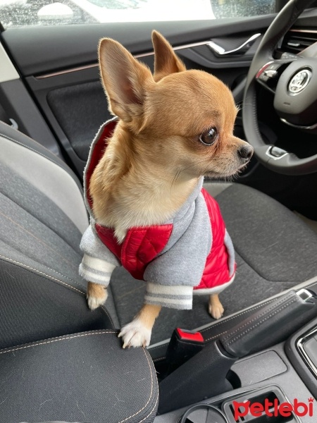 Chihuahua, Köpek  Cristiano fotoğrafı