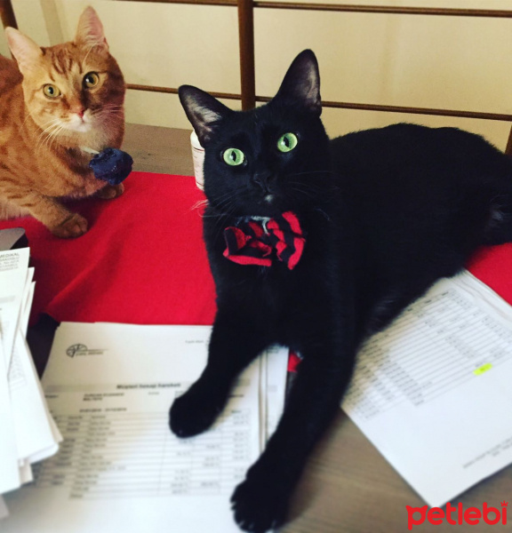  Kedi  Ramiz ve firat fotoğrafı