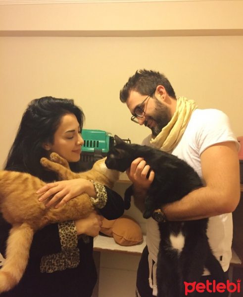  Kedi  Ramiz ve firat fotoğrafı