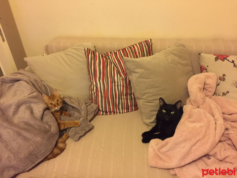  Kedi  Ramiz ve firat fotoğrafı