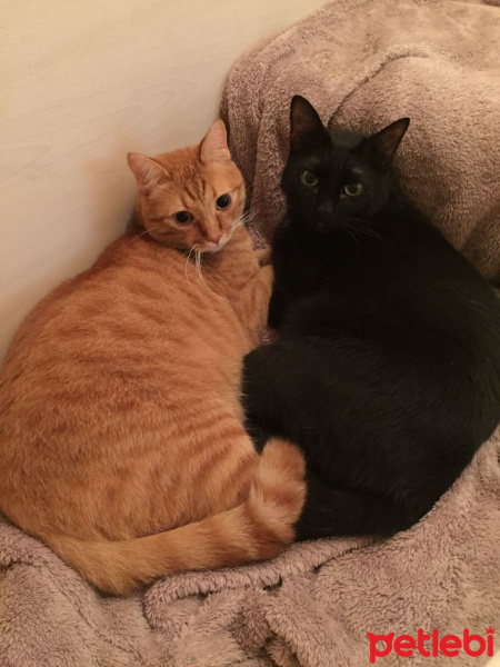  Kedi  Ramiz ve firat fotoğrafı