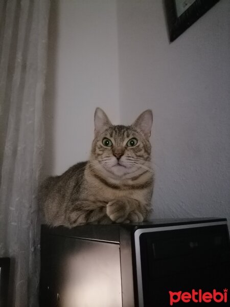 Tekir Kedi, Kedi  Şila fotoğrafı