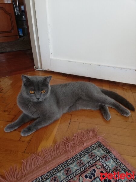 British Shorthair, Kedi  Yağmur fotoğrafı