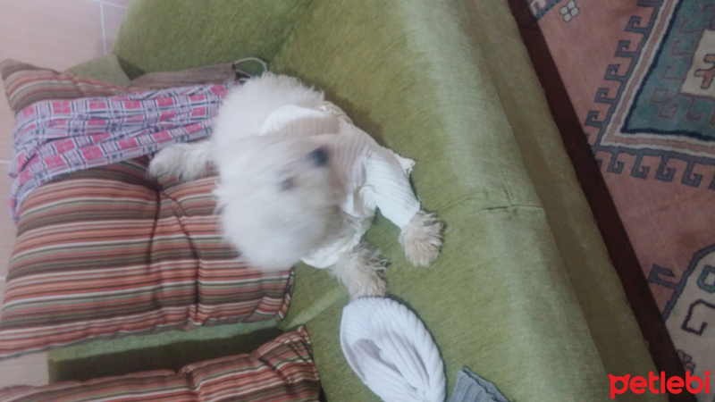 Maltese, Köpek  Pamuk fotoğrafı
