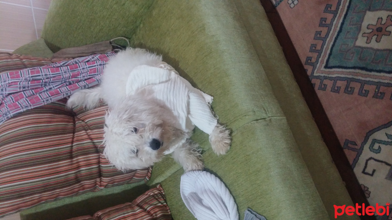 Maltese, Köpek  Pamuk fotoğrafı