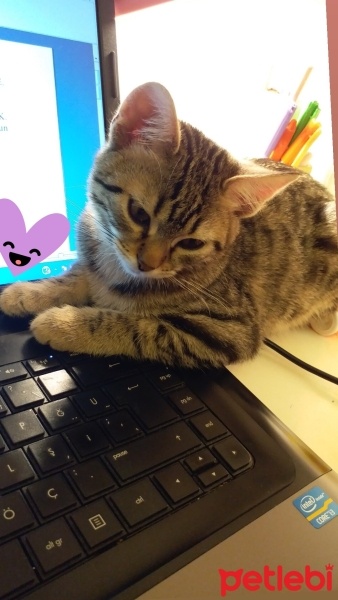 Tekir Kedi, Kedi  Kontes fotoğrafı