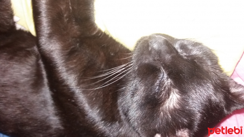 Tekir Kedi, Kedi  Gregor fotoğrafı