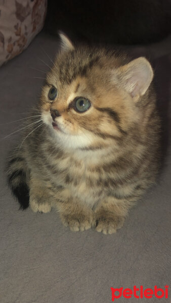 Scottish Fold, Kedi  Pera fotoğrafı