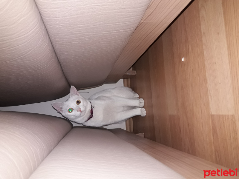 Van Kedisi, Kedi  şeker fotoğrafı
