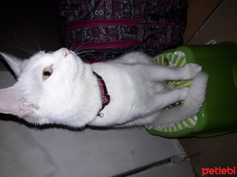 Van Kedisi, Kedi  şeker fotoğrafı