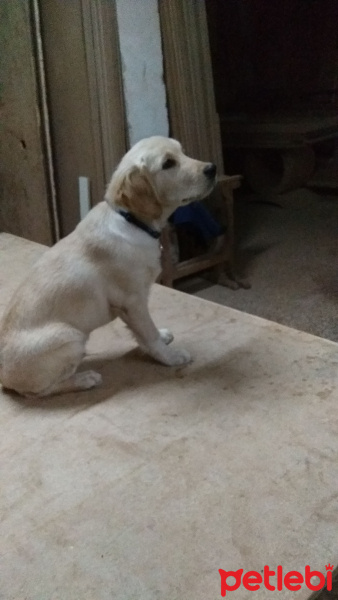 Golden Retriever, Köpek  Ares fotoğrafı