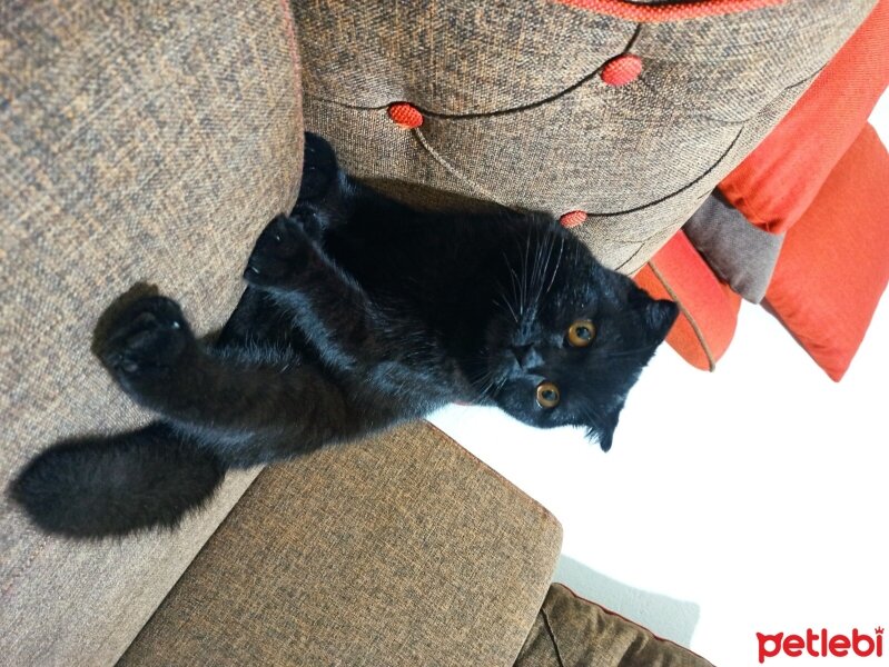 Scottish Fold, Kedi  Mia fotoğrafı