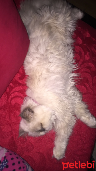 İran Kedisi (Persian), Kedi  Mia fotoğrafı