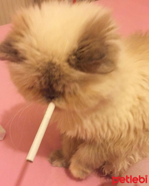 İran Kedisi (Persian), Kedi  Mia fotoğrafı
