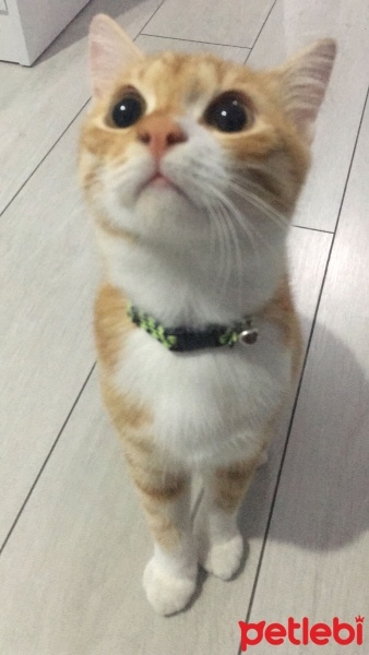 Sarman, Kedi  Simba fotoğrafı
