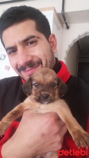 Akbaş, Köpek  Minnak fotoğrafı