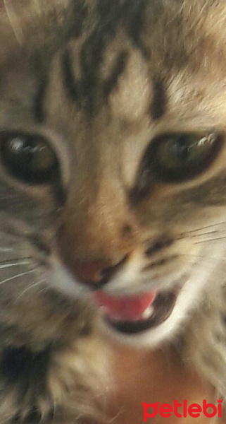 Tekir Kedi, Kedi  tırmık fotoğrafı
