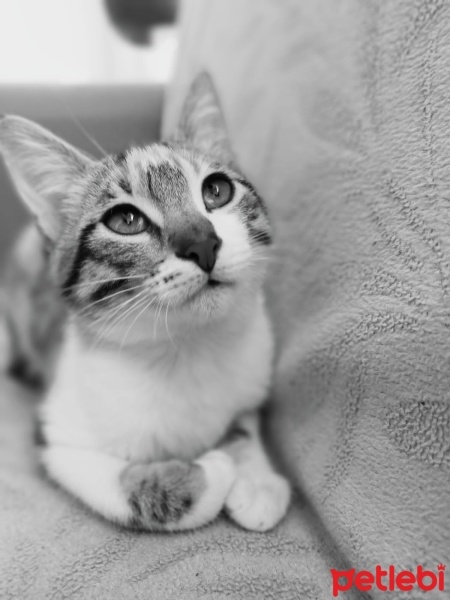 Sarman, Kedi  Minnoş fotoğrafı