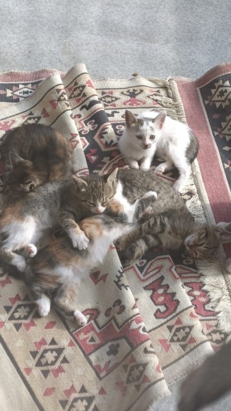 Sarman, Kedi  Minnoş fotoğrafı