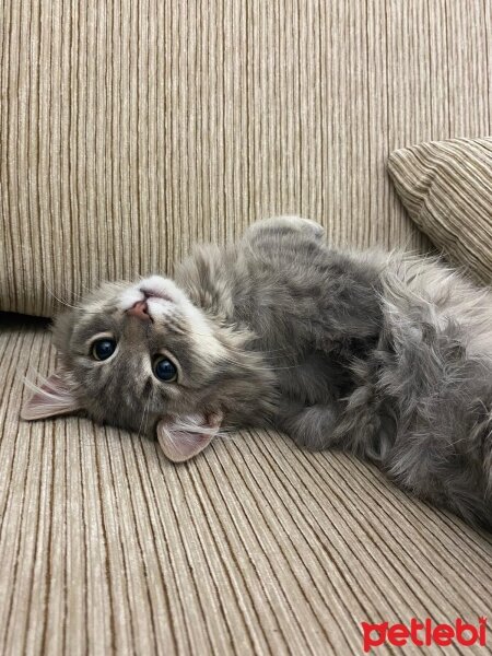 Maine Coon, Kedi  Gandalf fotoğrafı