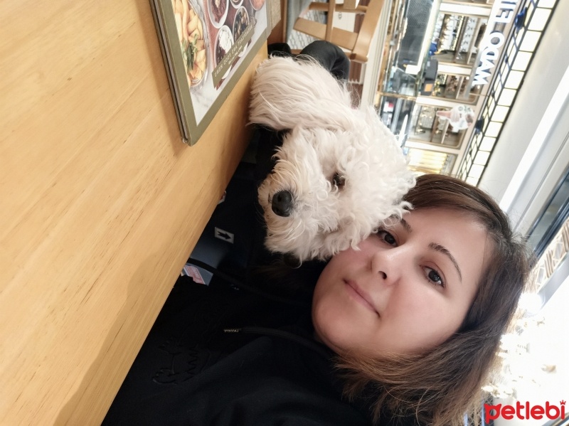 Poodle(Standart Kaniş), Köpek  Sirius fotoğrafı