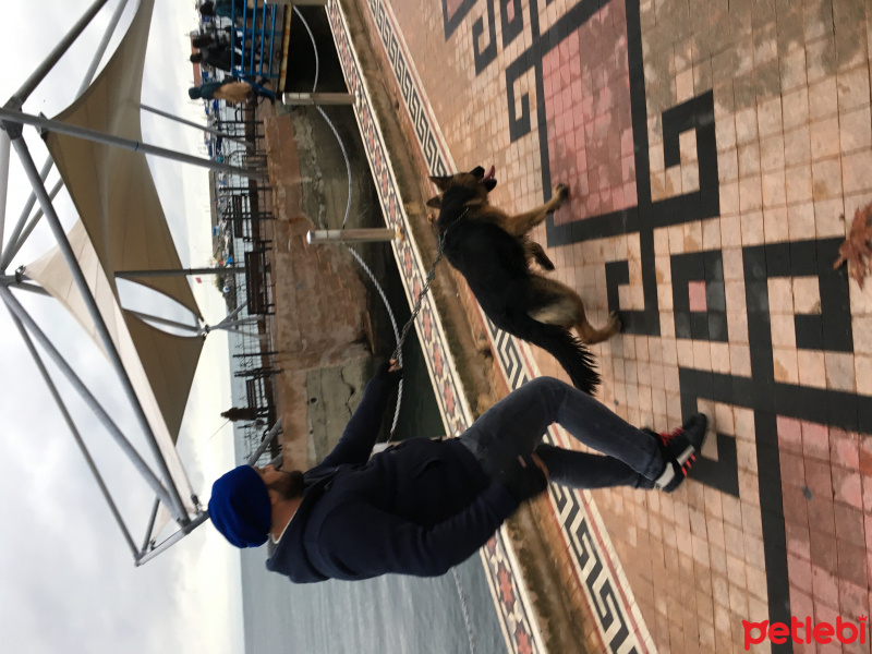 Alman Çoban Köpeği, Köpek  Rüzgar  fotoğrafı